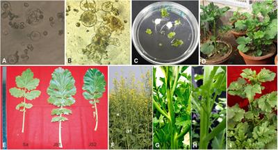 Development of a Yellow-Seeded Stable Allohexaploid Brassica Through Inter-Generic Somatic Hybridization With a High Degree of Fertility and Resistance to Sclerotinia sclerotiorum